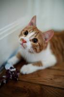 Boris TAIEB - TAIEB - PLAN FOKAL